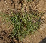 Peucedanum morisonii