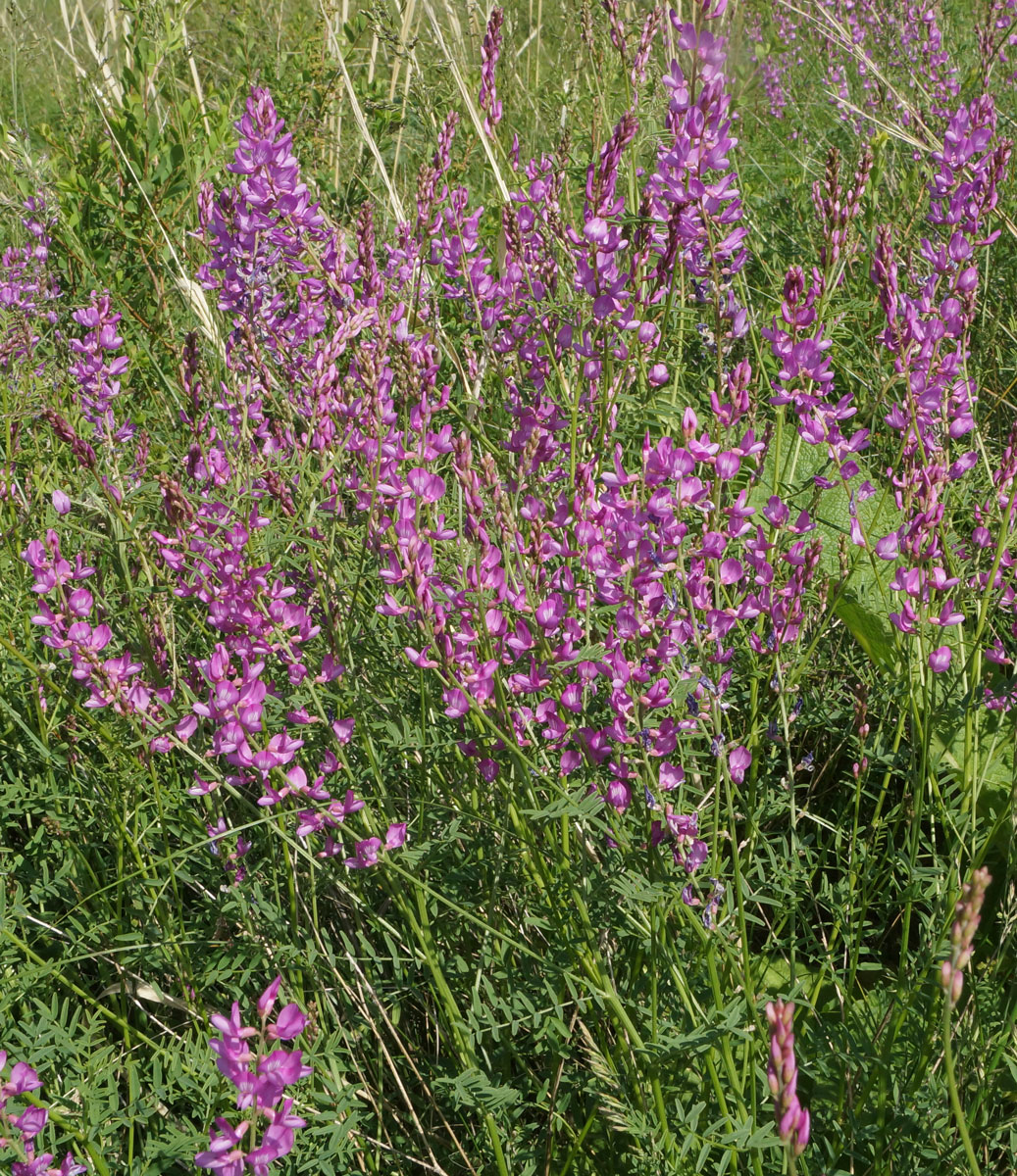 Image of Astragalus macropterus specimen.
