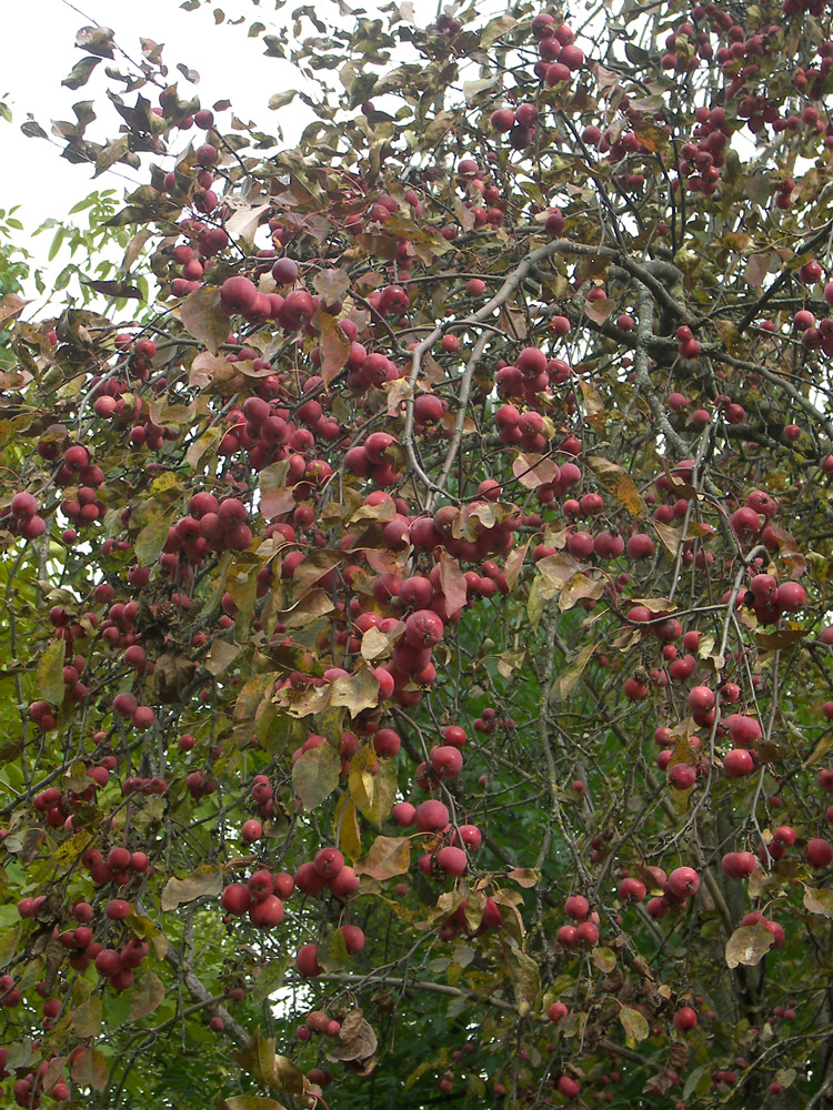 Изображение особи Malus niedzwetzkyana.