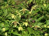 Clematis serratifolia. Верхушки побегов с цветками и листьями. Иркутская обл., г. Иркутск, Ботанический сад ИГУ. 12.09.2015.