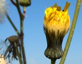 Sonchus arvensis ssp. uliginosus