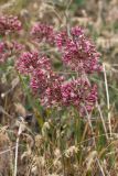 Allium trachyscordum. Верхушки цветущих растений. Южный Казахстан, Сырдарьинский Каратау, р-н перевала Куюк. 30.05.2015.