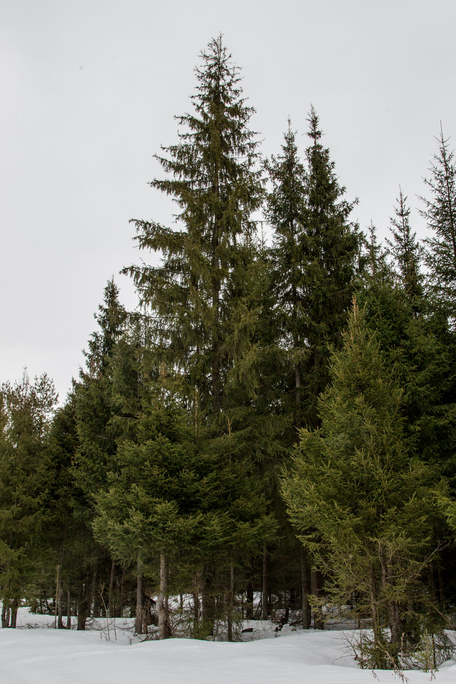 Image of Picea abies specimen.