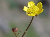 Ranunculus baranovianus