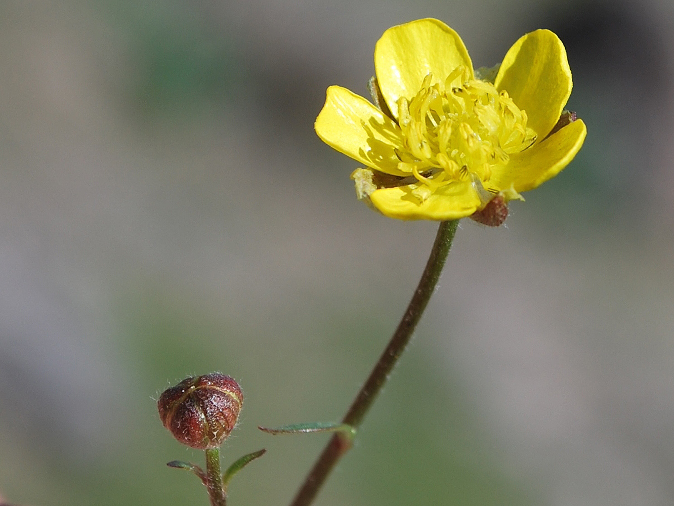 Изображение особи Ranunculus baranovianus.