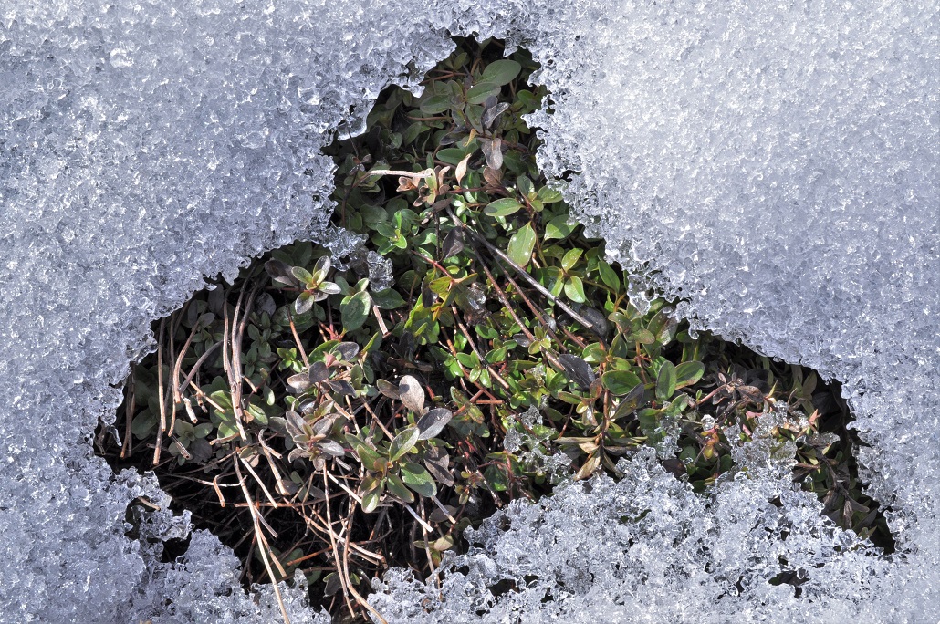 Изображение особи Thymus ovatus.