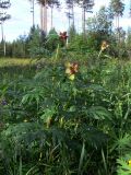 Paeonia anomala. Плодоносящие растения. Свердловская обл., Североуральский городской округ, окр. пос. Сосьва, бывшая дер. Воскресенка, разнотравный луг на берегу р. Сосьва. 13.06.2015.