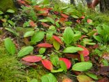 Bergenia crassifolia