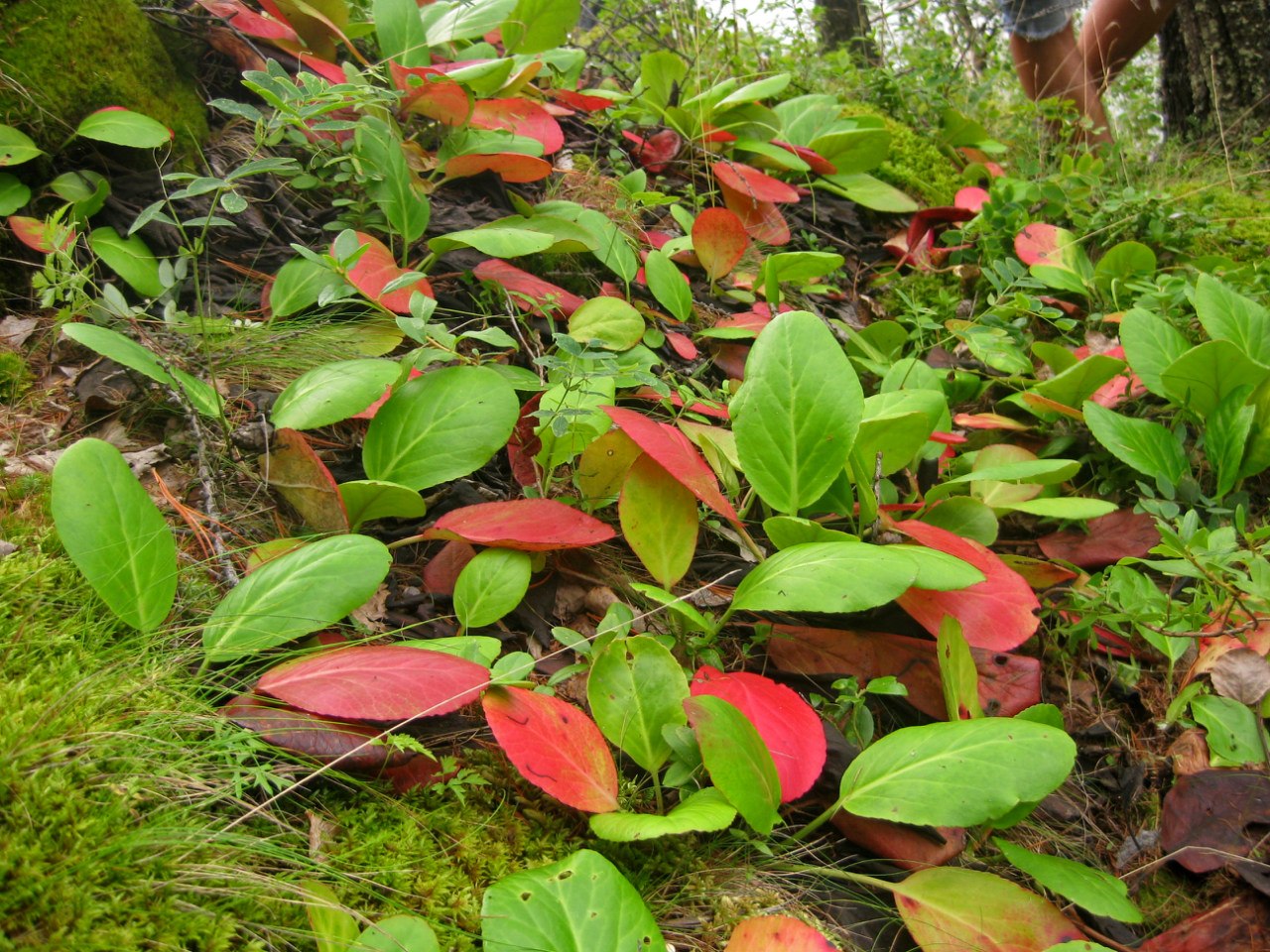 Image of Bergenia crassifolia specimen.