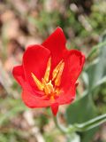 Tulipa vvedenskyi. Цветок. Узбекистан, Ташкентская обл., южный склон Чаткальского хребта, бассейн р. Ахангаран, Каттасай, выше пос. Янгиабад. 18.04.2016.