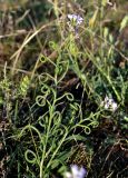 Neotorularia contortuplicata