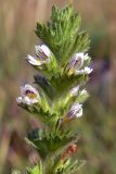 Euphrasia hirtella