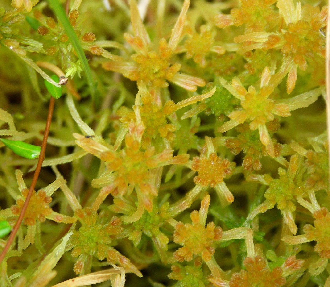 Изображение особи Sphagnum fallax.