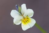 Viola arvensis