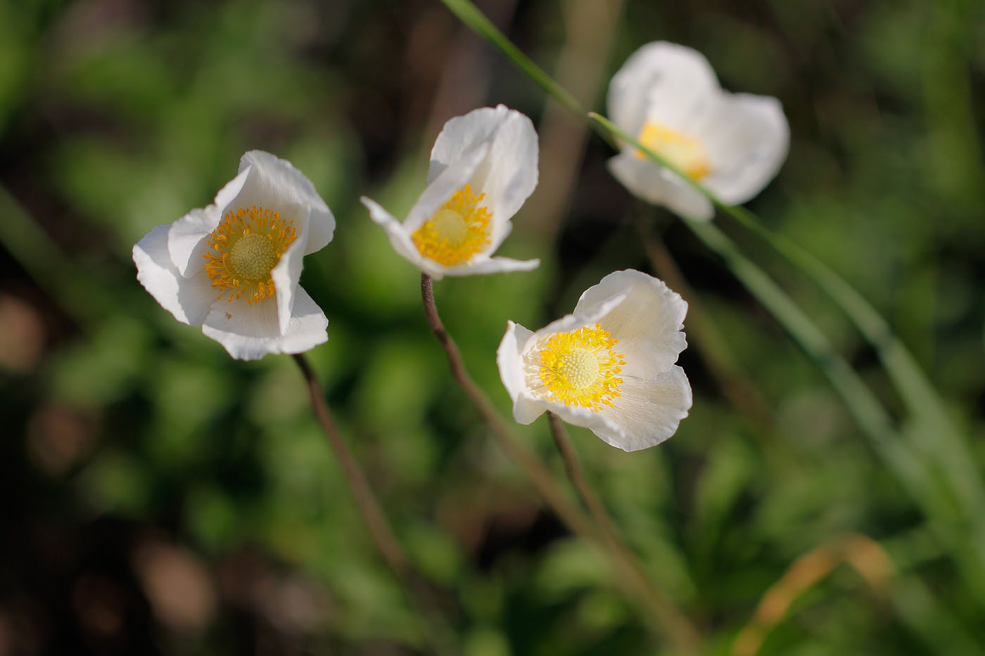 Изображение особи Anemone sylvestris.