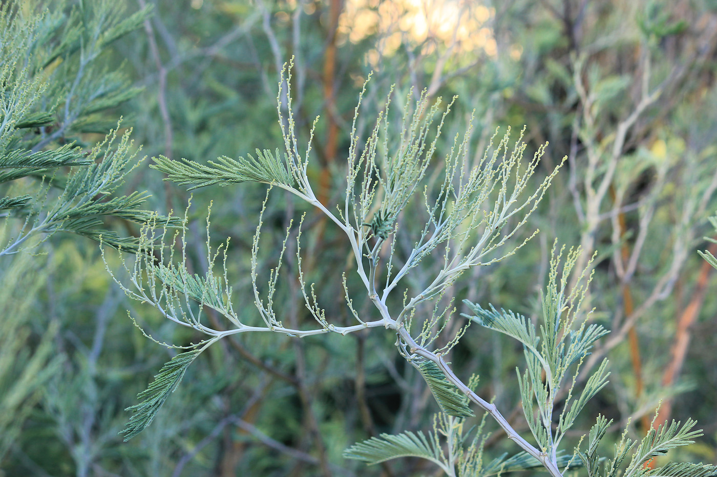 Изображение особи Acacia dealbata.