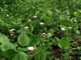 Cypripedium guttatum