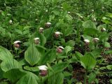 Cypripedium guttatum. Цветущие растения. Приморье, окр. г. Находка, лес. 28.05.2016.