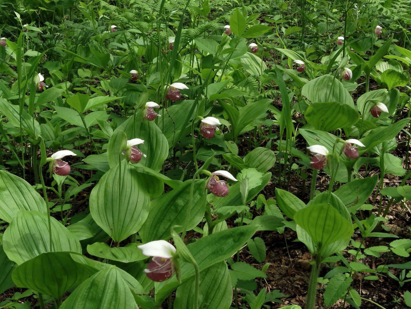 Image of Cypripedium guttatum specimen.