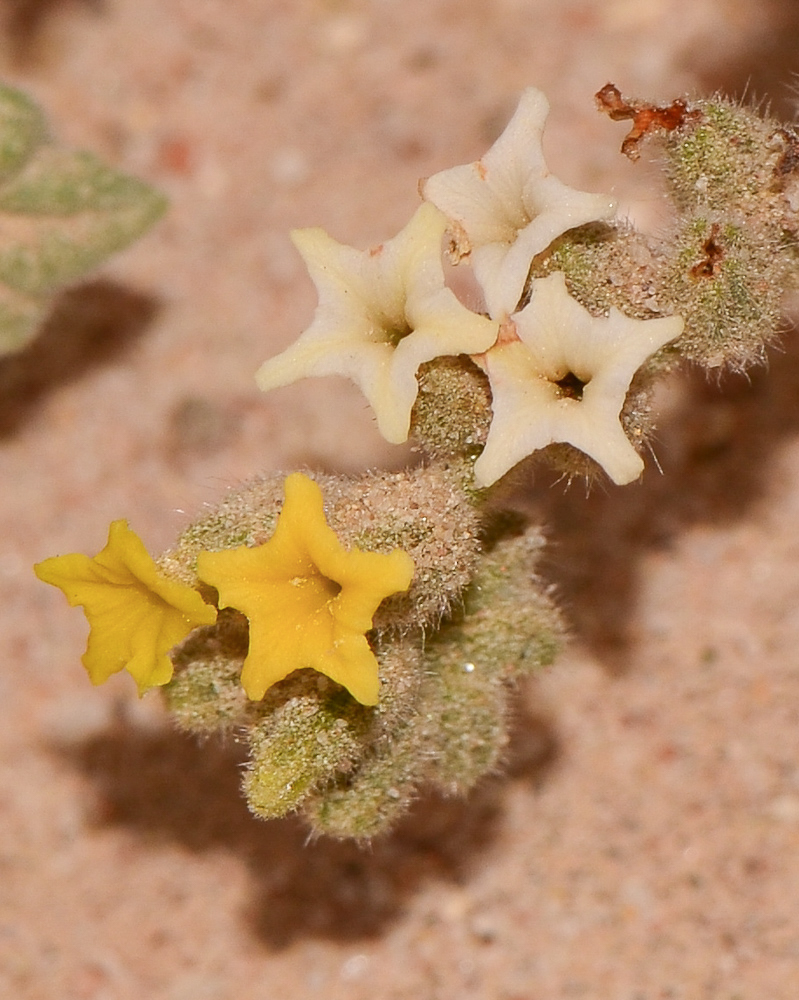 Изображение особи Heliotropium arbainense.