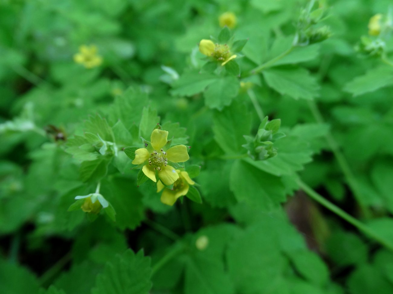 Image of Potentilla centigrana specimen.