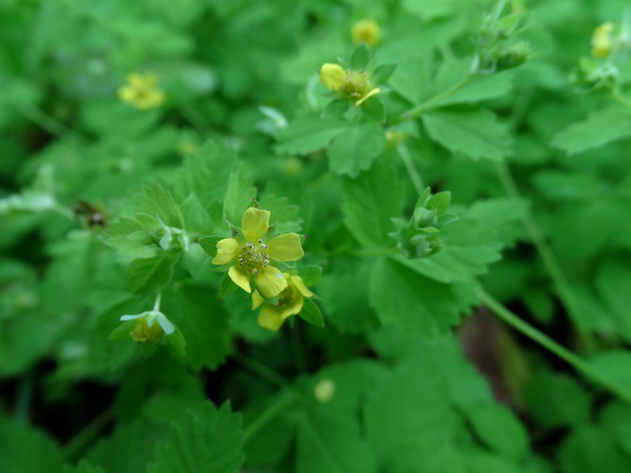 Изображение особи Potentilla centigrana.