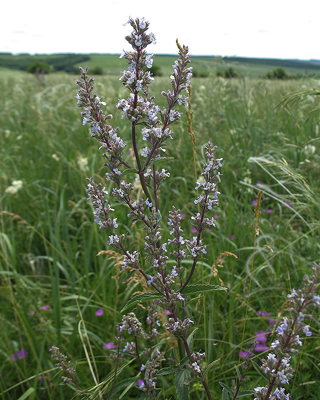 Image of Nepeta nuda specimen.