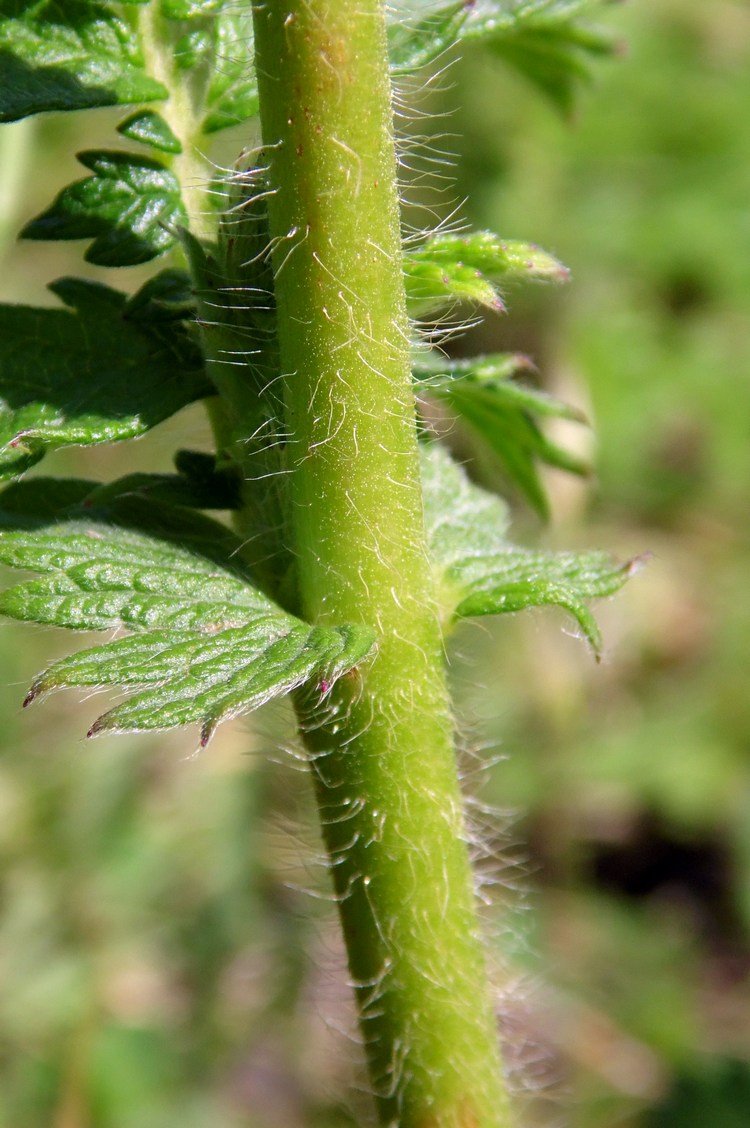 Image of Agrimonia eupatoria specimen.