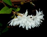 Deutzia scabra var. candidissima