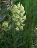 Oxytropis pilosa