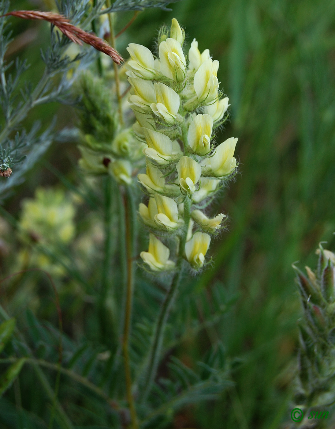 Изображение особи Oxytropis pilosa.