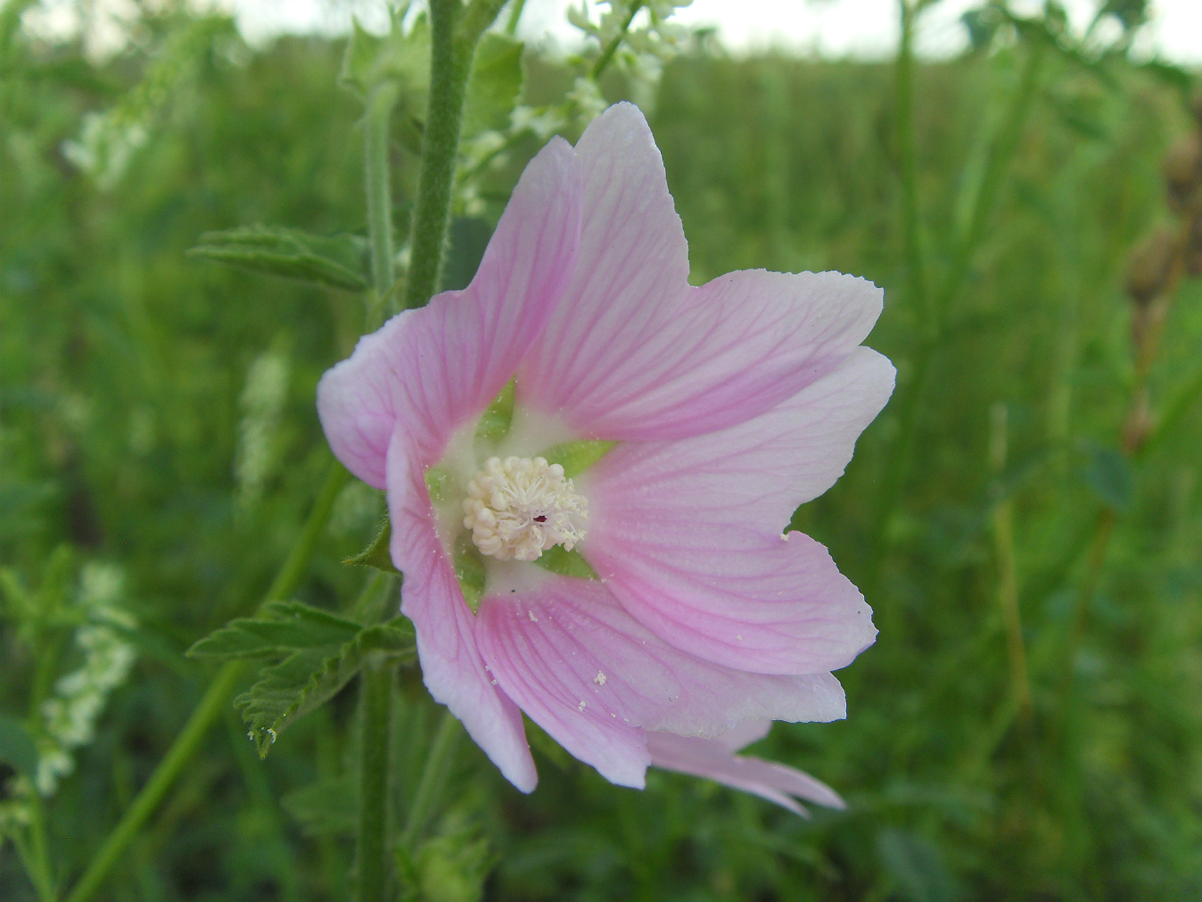 Image of Malva thuringiaca specimen.