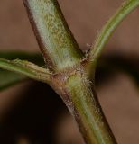 Ruellia simplex