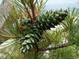 Pinus koraiensis. Верхушка ветви с незрелыми шишками. Приморье, Партизанский р-н, скалы морского побережья. 10.07.2016.