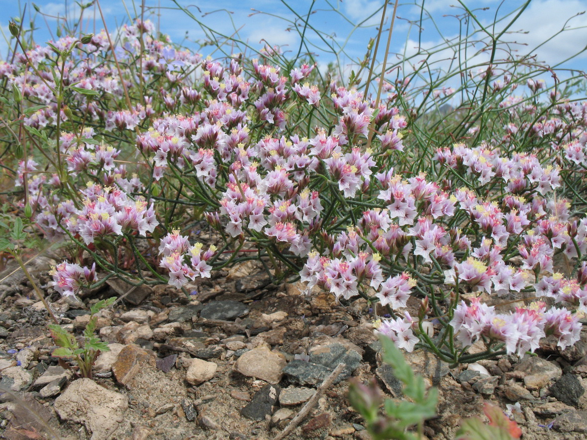 Изображение особи Limonium michelsonii.