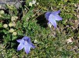 Campanula biebersteiniana. Цветущее растение. Кабардино-Балкария, Эльбрусский р-н, гора Чегет, ≈ 3100 м н.у.м., альпийский луг. 13.07.2016.