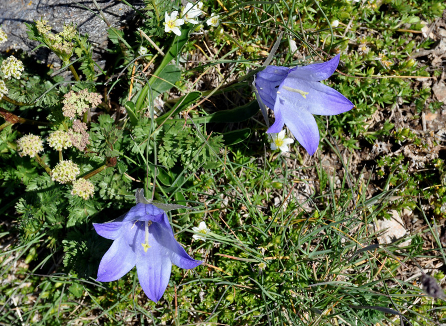 Изображение особи Campanula biebersteiniana.