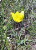 Tulipa kolpakowskiana