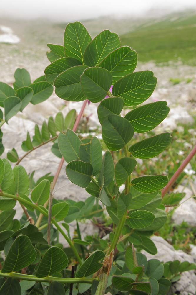 Изображение особи Hedysarum caucasicum.