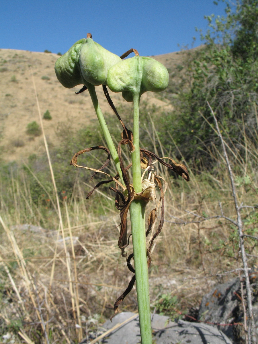 Image of Ungernia sewerzowii specimen.