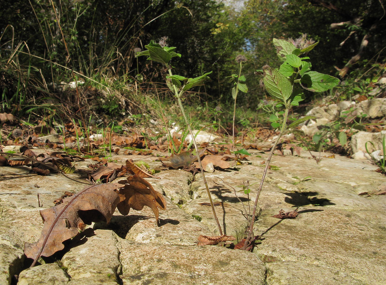 Image of Clinopodium caucasicum specimen.