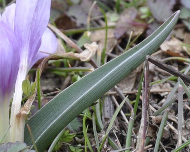 Изображение особи Colchicum doerfleri.