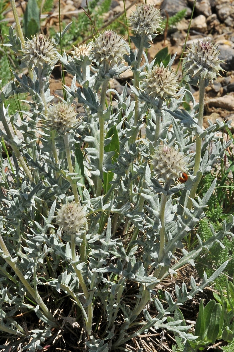 Image of Cousinia caespitosa specimen.