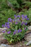 Pulmonaria mollis