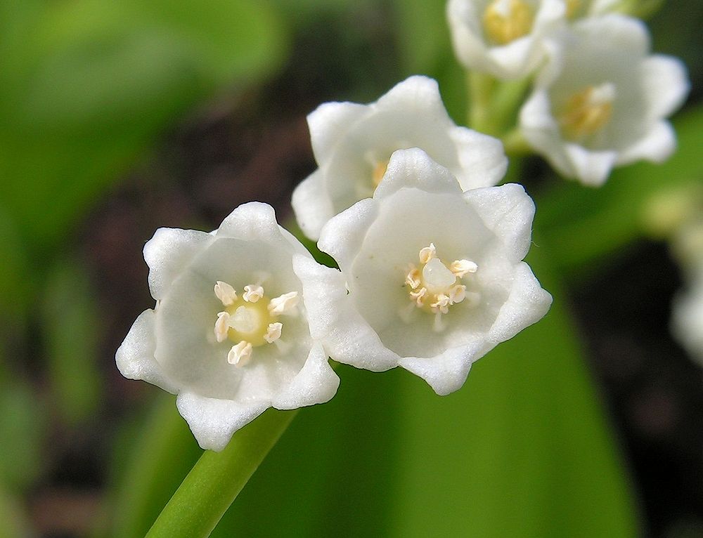 Изображение особи Convallaria keiskei.