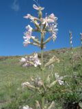 Silene quadriloba