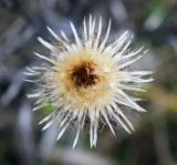 Carlina vulgaris. Соплодие. Татарстан, Агрызский р-н, с. Красный Бор, суходольный луг с доминированием Calamagrostis epigeios. 07.10.2016.