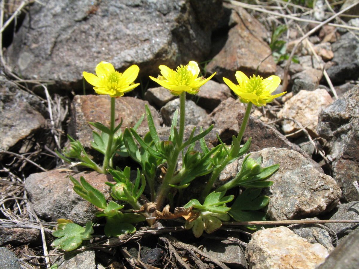 Изображение особи Ranunculus popovii.