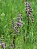 Phlomoides tuberosa. Верхушки цветущих растений. Республика Татарстан, г. Казань, окр. пос. Щербаковка, долина р. Казанка, правый берег, пойменный луг между руслом реки и старицей (озеро Голубое). 21.06.2015.