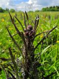 Cirsium palustre